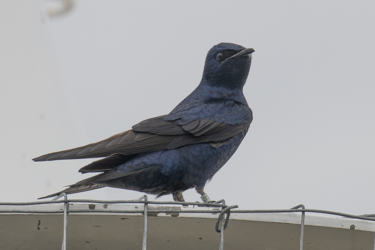 Purple Martin - ML618156628