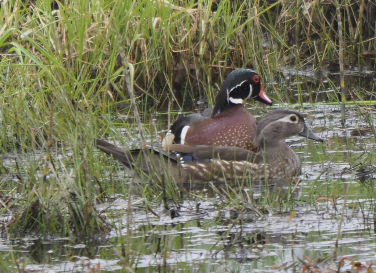 Wood Duck - Peter Gagarin