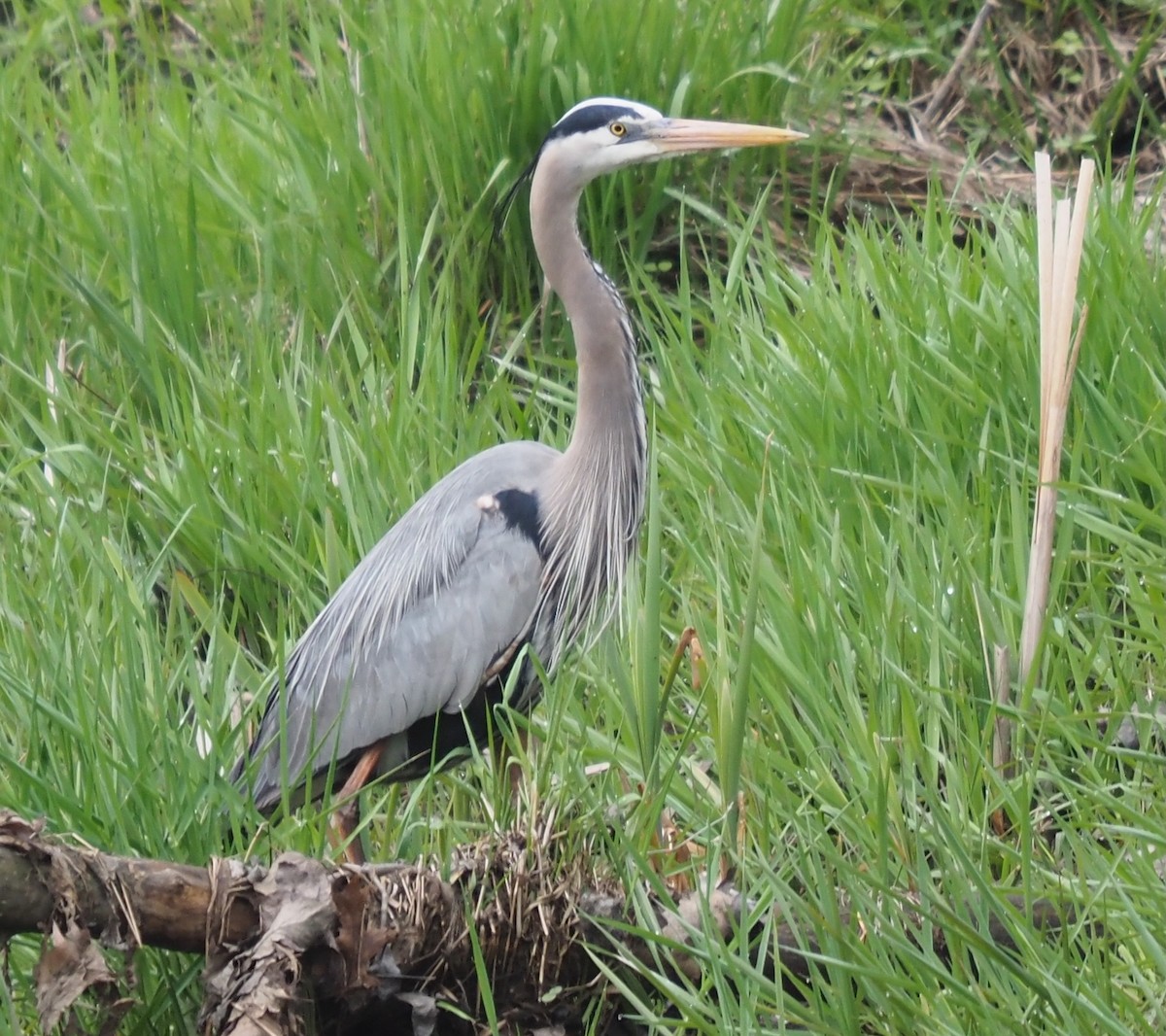 Great Blue Heron - Peter Gagarin