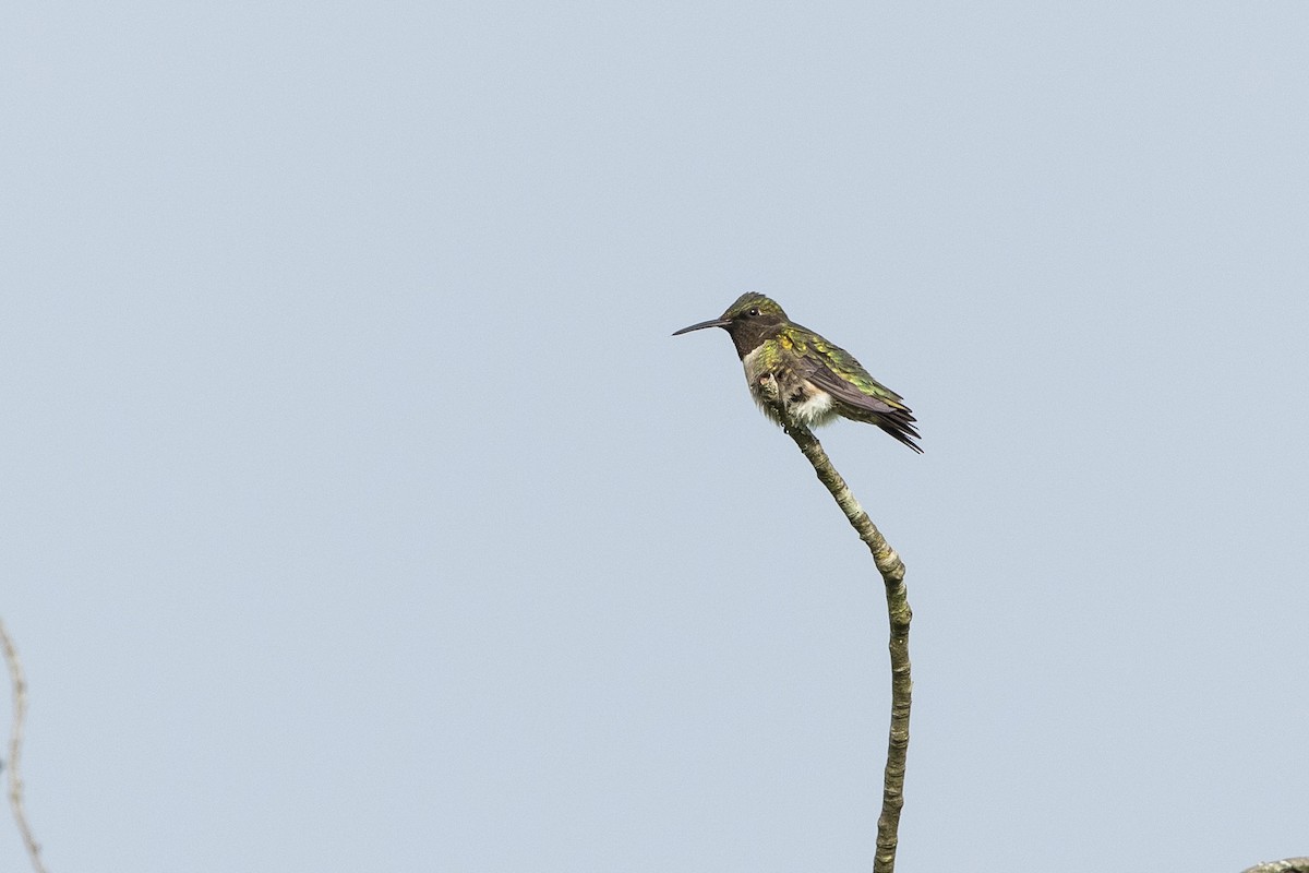 Ruby-throated Hummingbird - John Troth