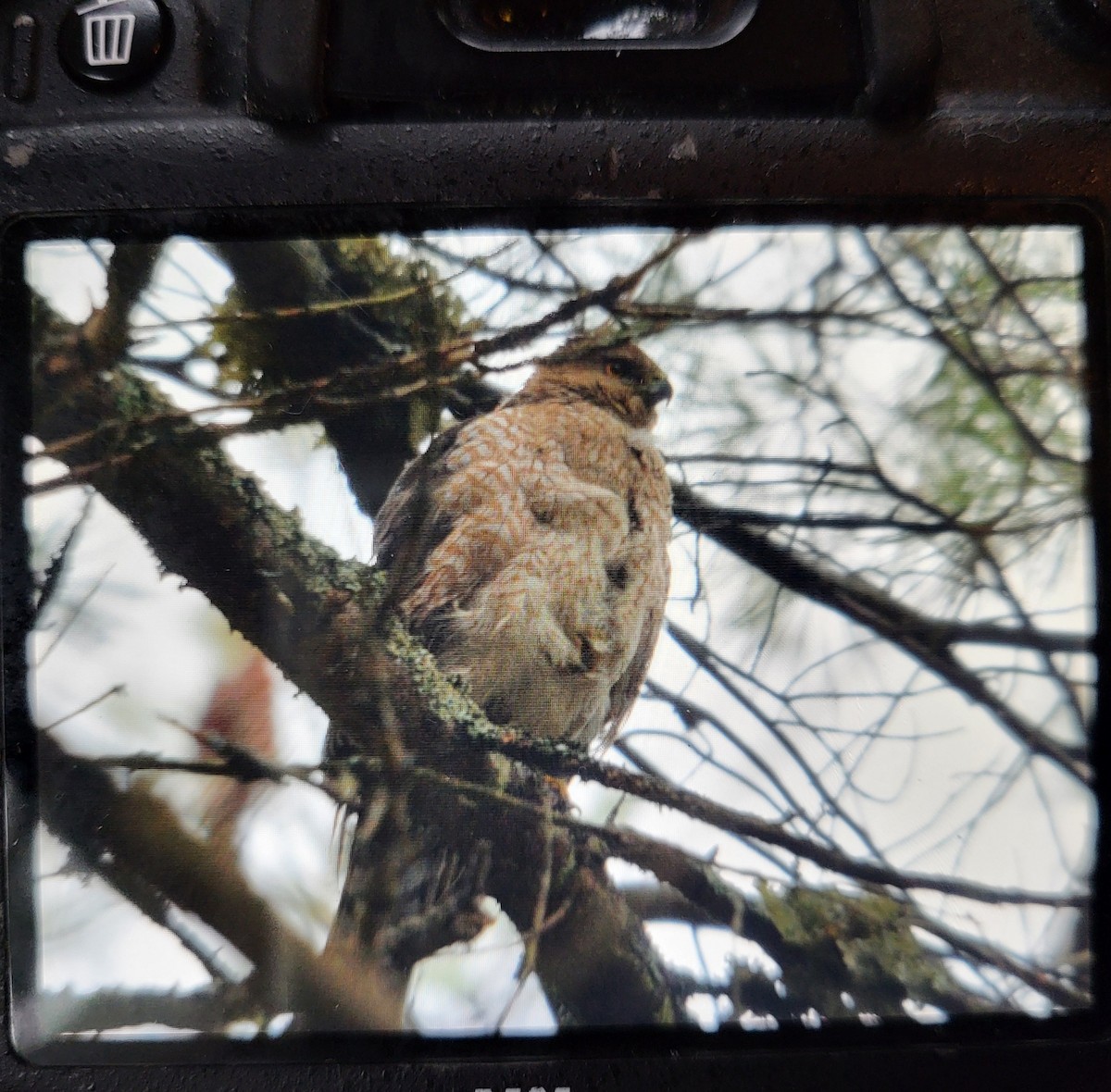 Cooper's Hawk - ML618156679