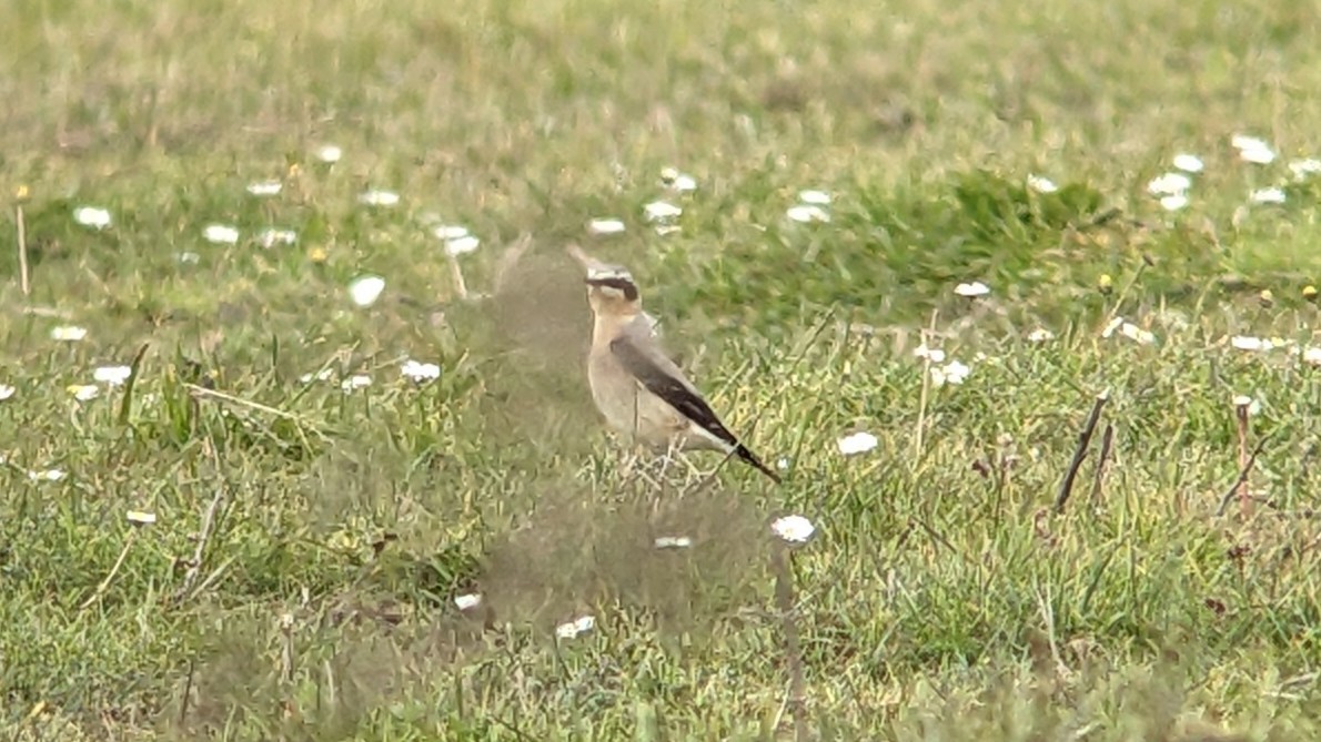 Northern Wheatear (Greenland) - ML618156686