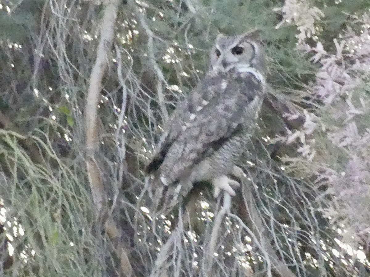 Great Horned Owl - Dennis Wolter