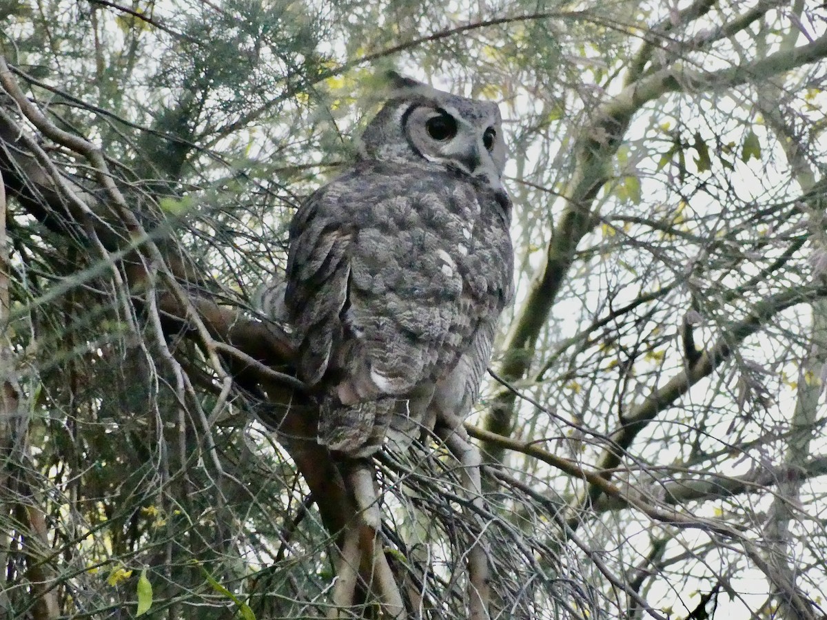 Great Horned Owl - Dennis Wolter