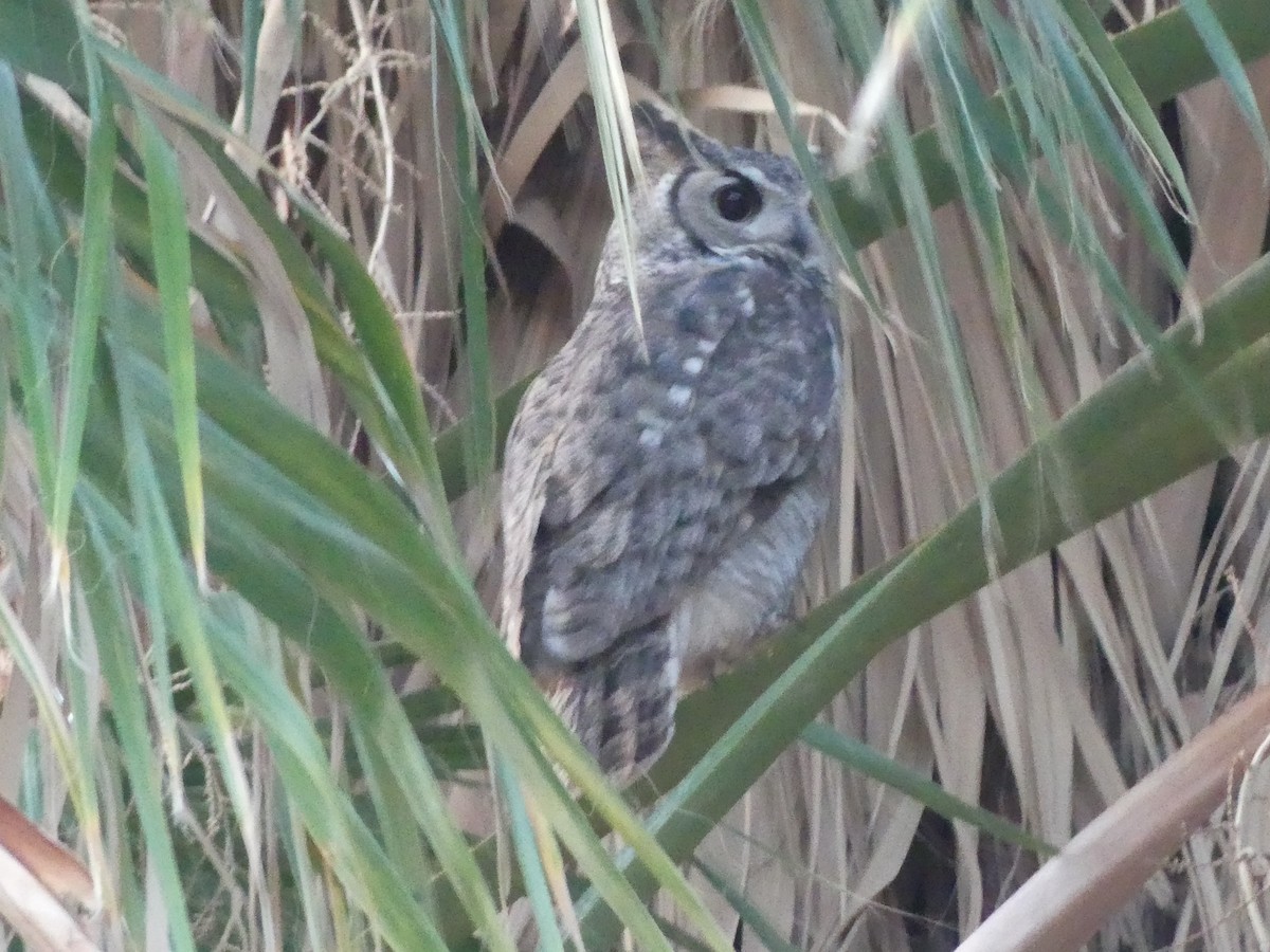 Great Horned Owl - Dennis Wolter