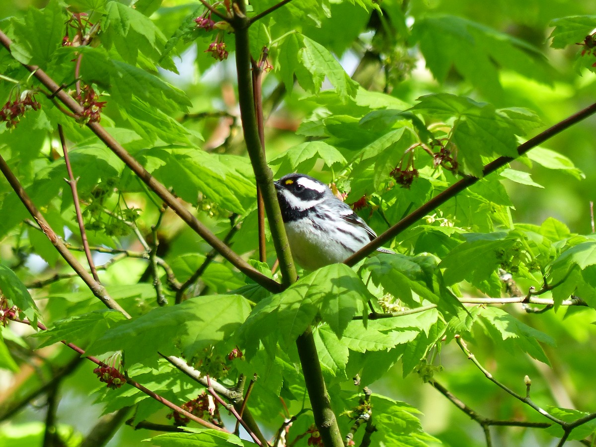 Black-throated Gray Warbler - Liz Stewart
