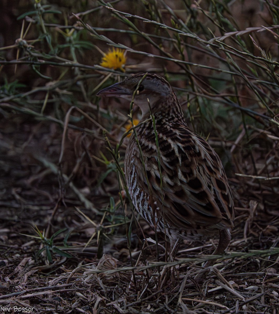 Corn Crake - Niv Bessor