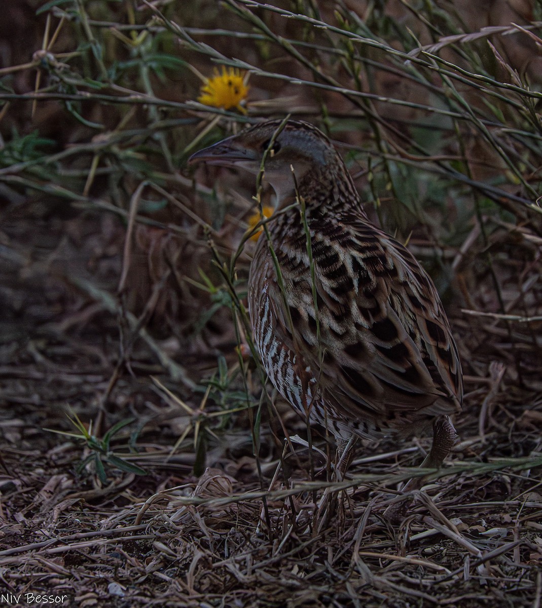 Corn Crake - Niv Bessor