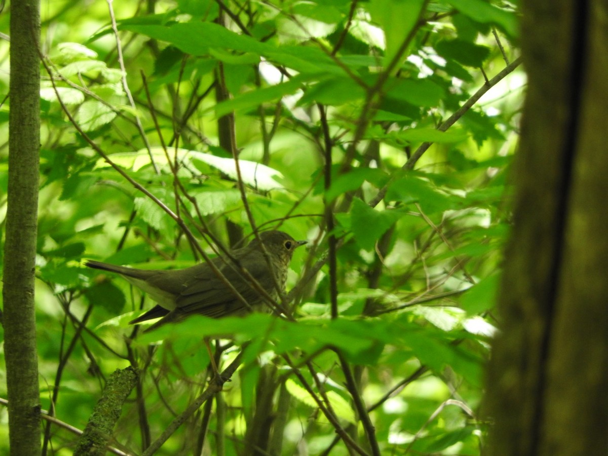 Swainson's Thrush - Aaron Locke