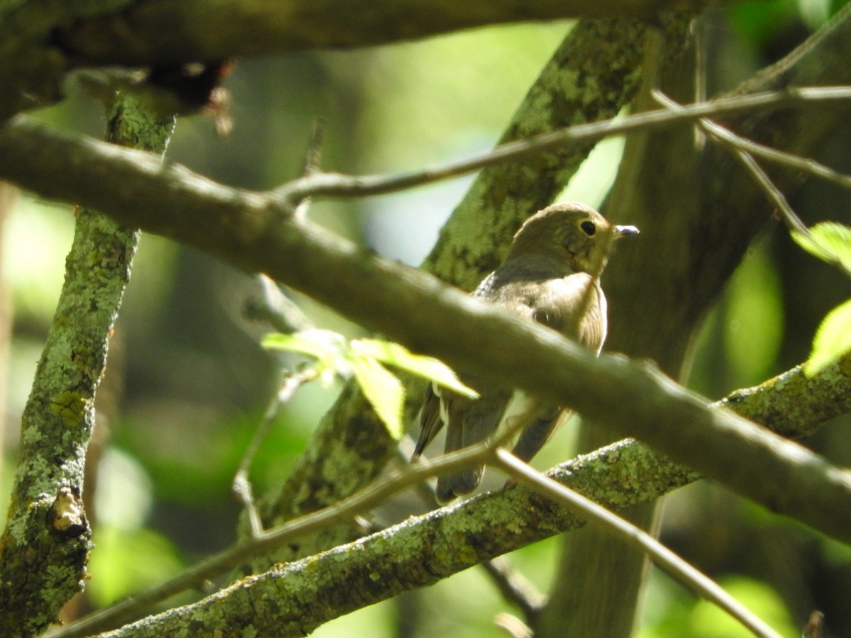 Swainson's Thrush - Aaron Locke