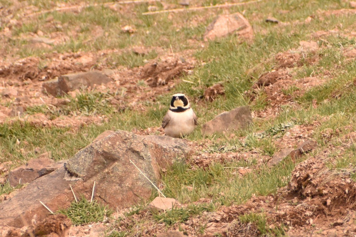 Horned Lark - Aurora Varda