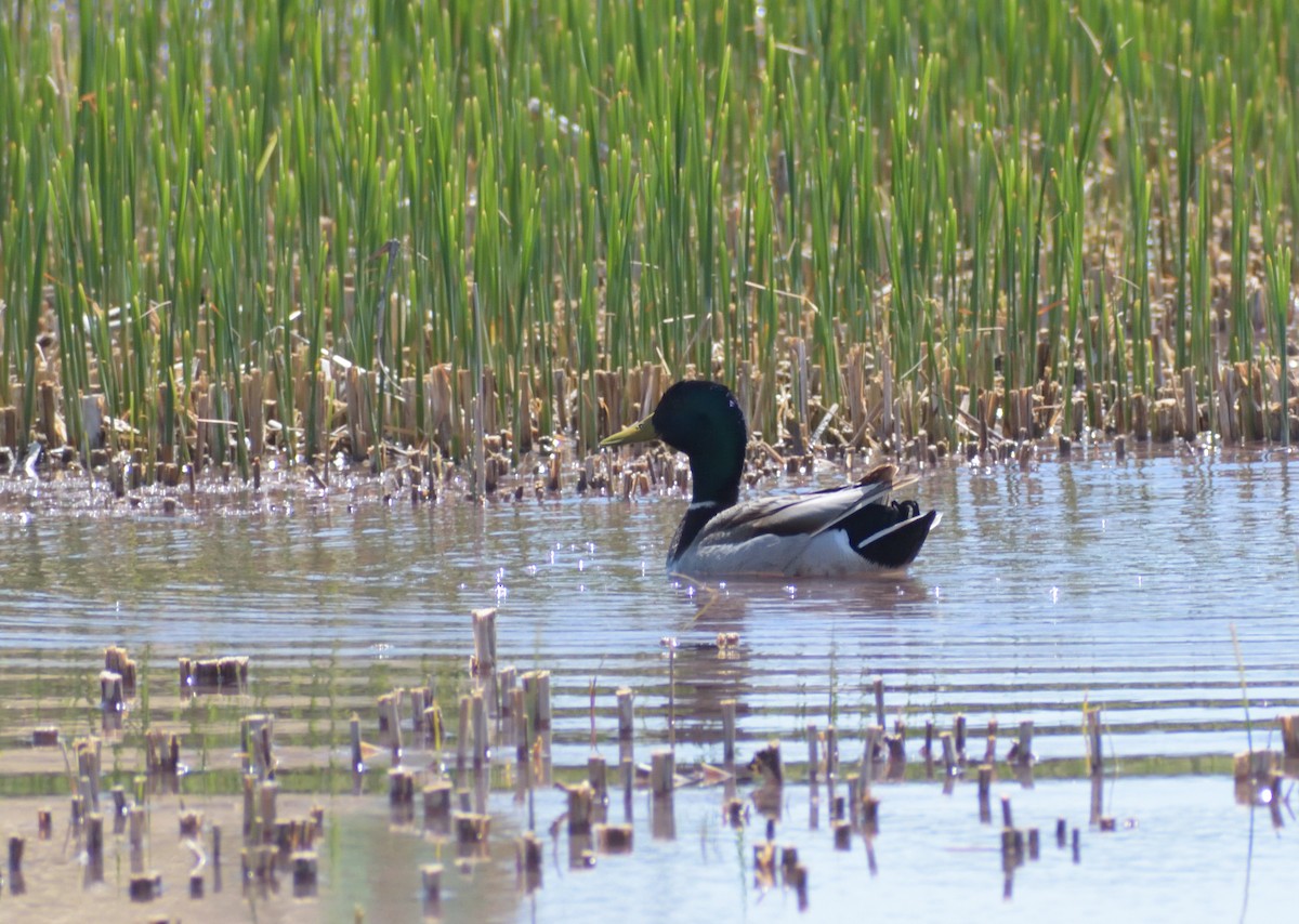 Mallard - Robert Tonge