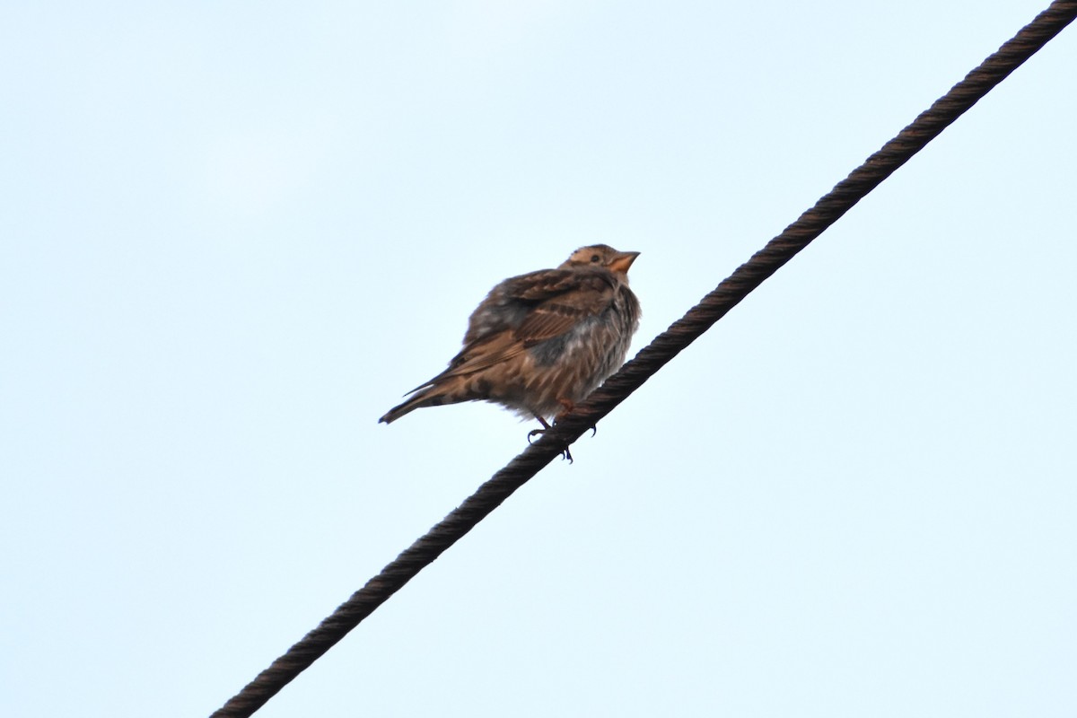 Rock Sparrow - Aurora Varda