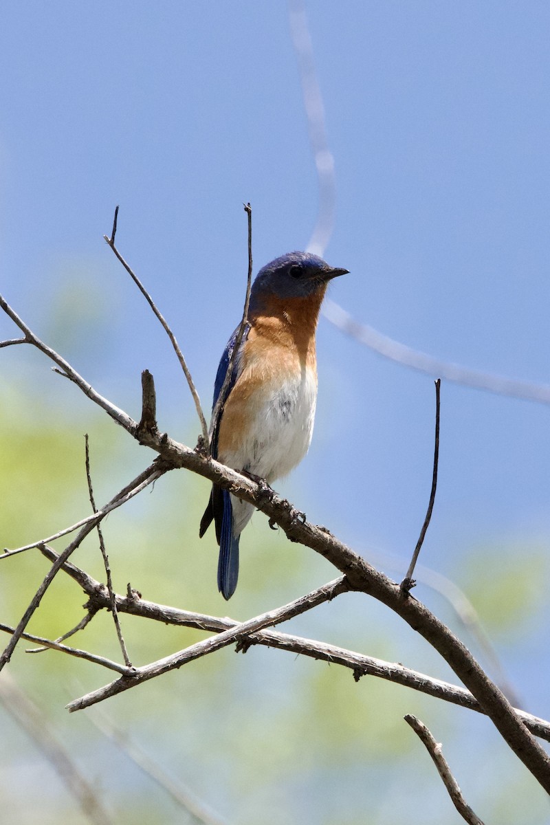 Western Bluebird - Donna Salko