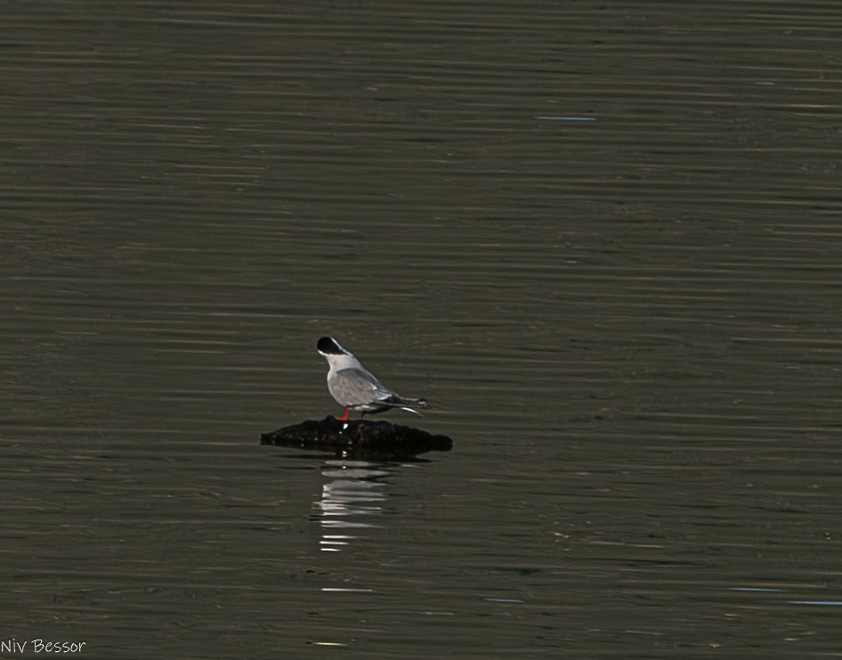 Common Tern - Niv Bessor