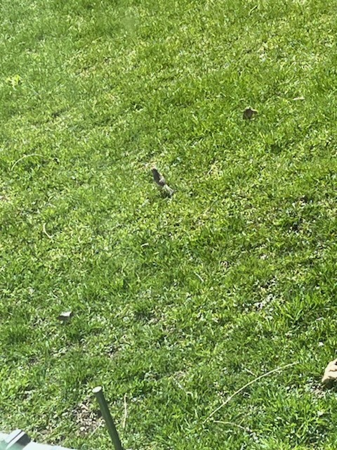 Chipping Sparrow - ML618156810