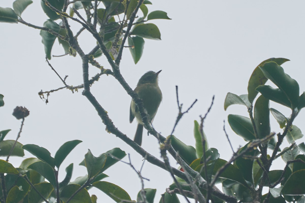 Bahia Tyrannulet - Daniel Alfenas