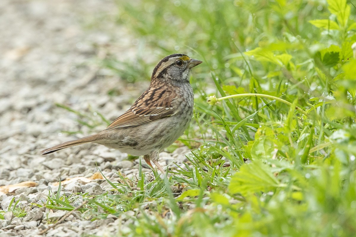 White-throated Sparrow - John Troth