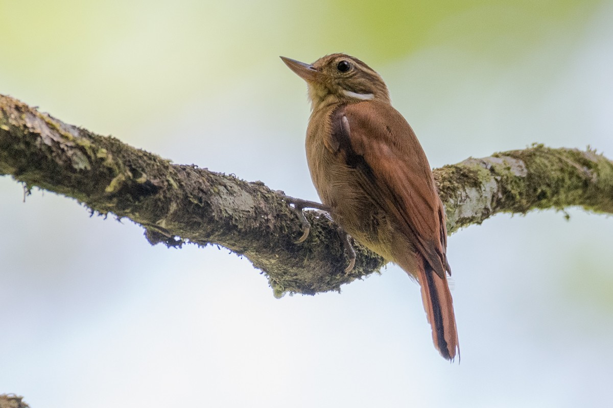 Plain Xenops - Juan Miguel Artigas Azas