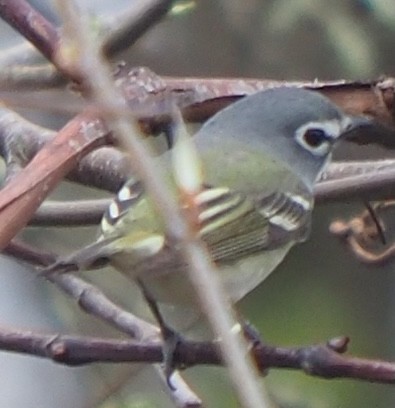 Blue-headed Vireo - Peter Gagarin