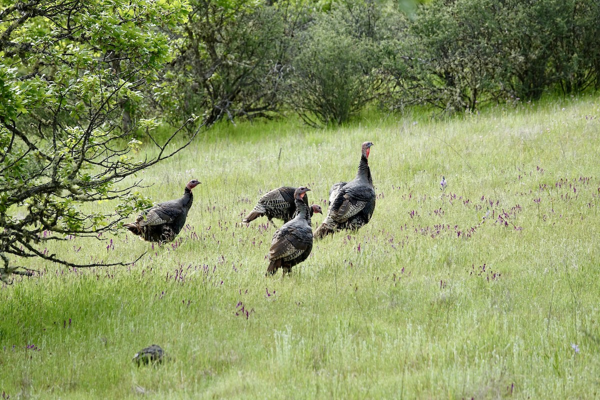 Wild Turkey - ML618156854