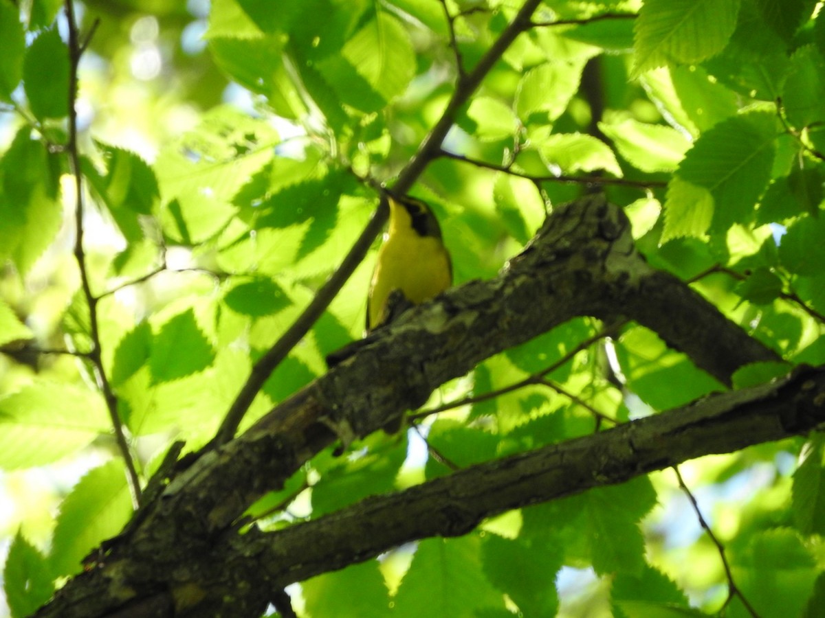 Kentucky Warbler - Aaron Locke