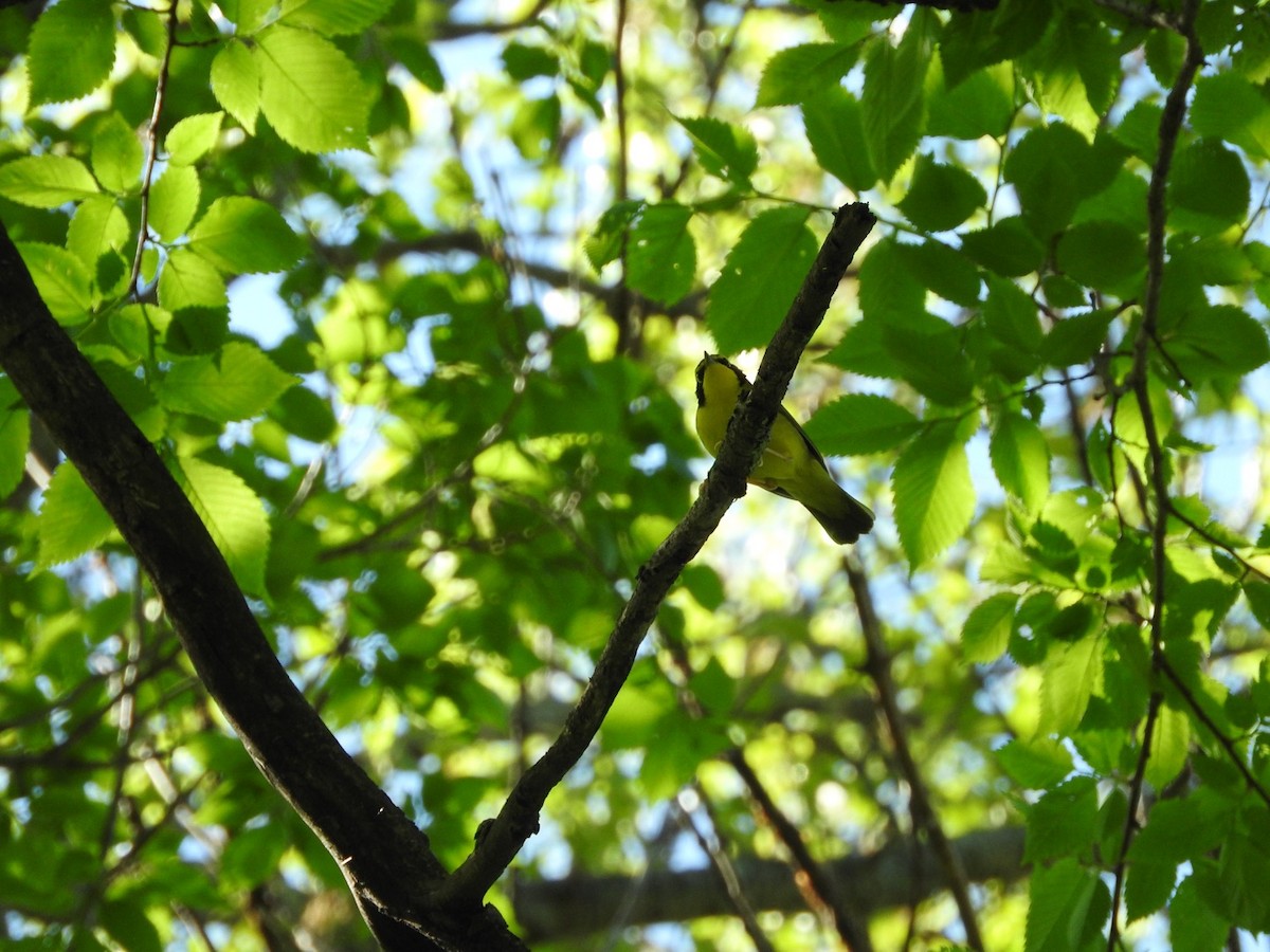 Kentucky Warbler - Aaron Locke