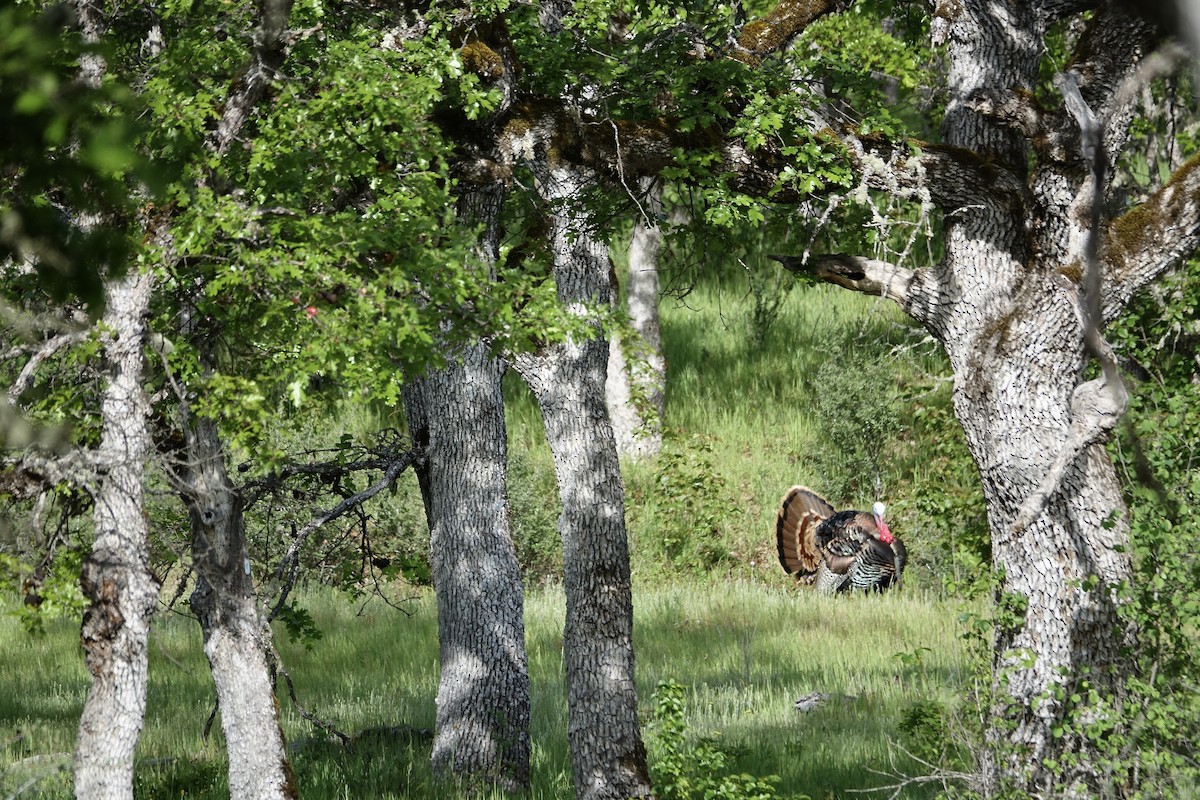 Wild Turkey - Lorin Wilkerson