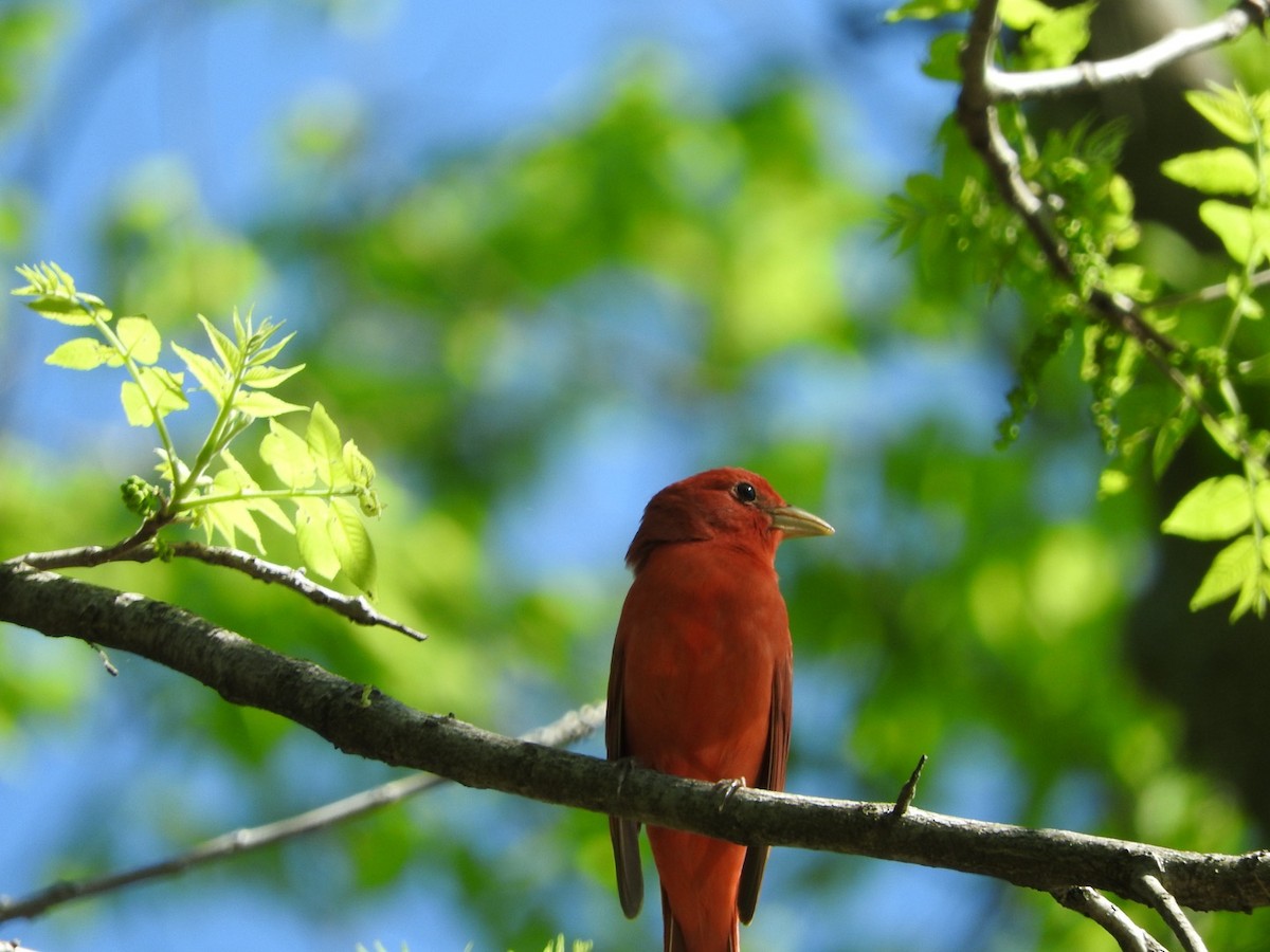 Summer Tanager - Aaron Locke