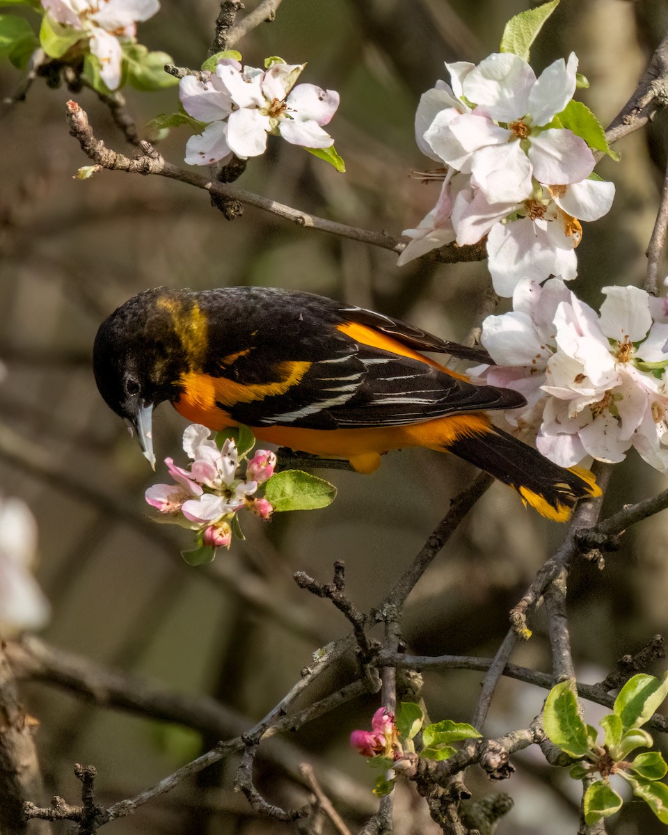 Baltimore Oriole - Mary Louise