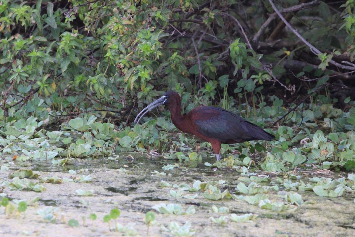 ibis hnědý - ML618156893