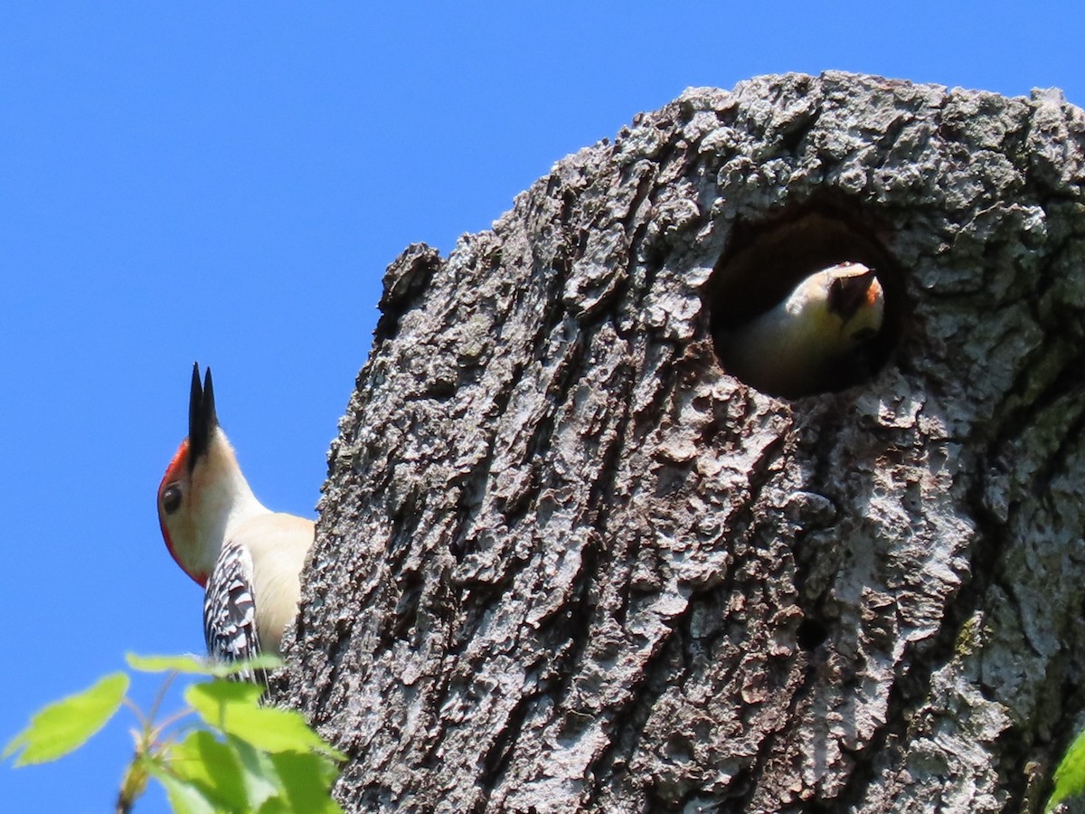 Red-bellied Woodpecker - ML618156896