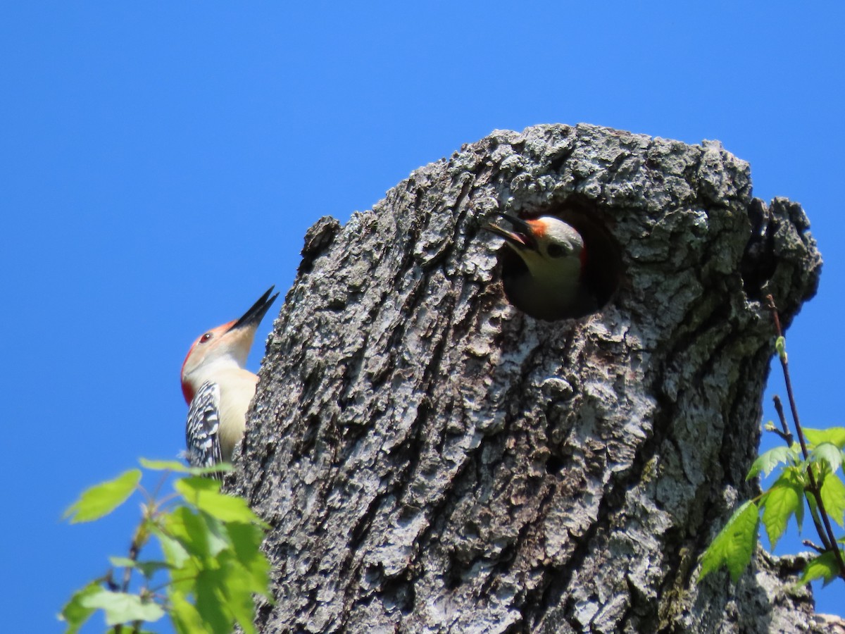 Red-bellied Woodpecker - ML618156898