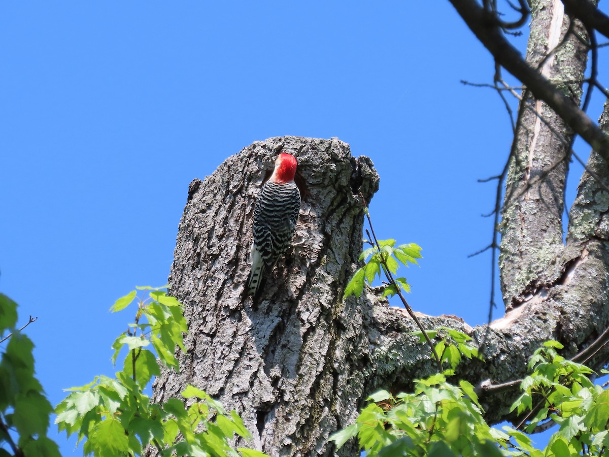 Red-bellied Woodpecker - ML618156899