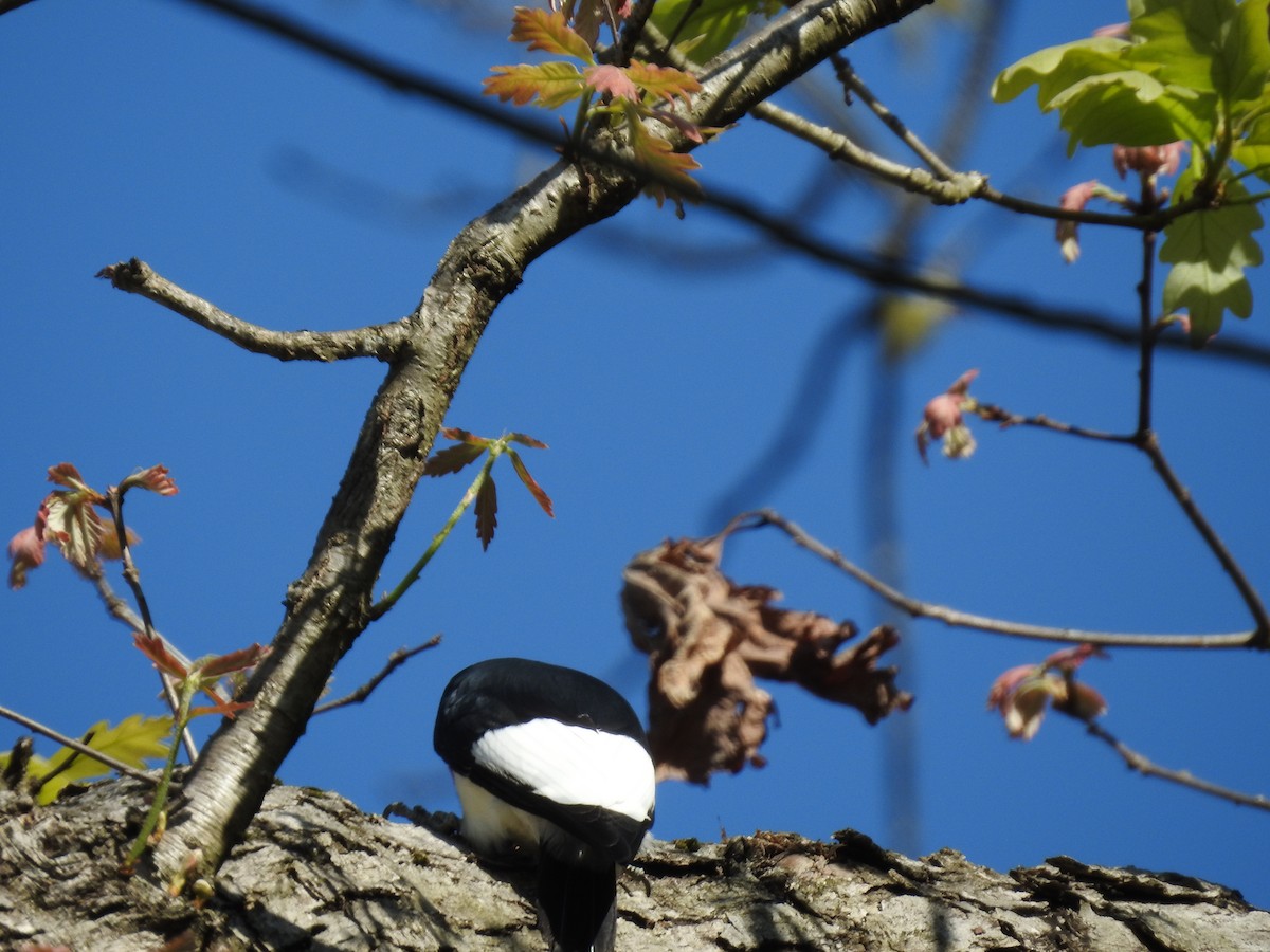 Red-headed Woodpecker - Kurt Schwarz