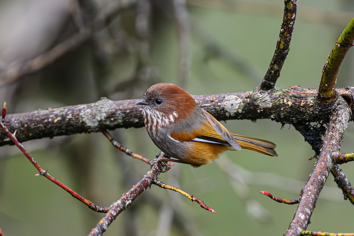 Brown-throated Fulvetta - Sudhir Paul