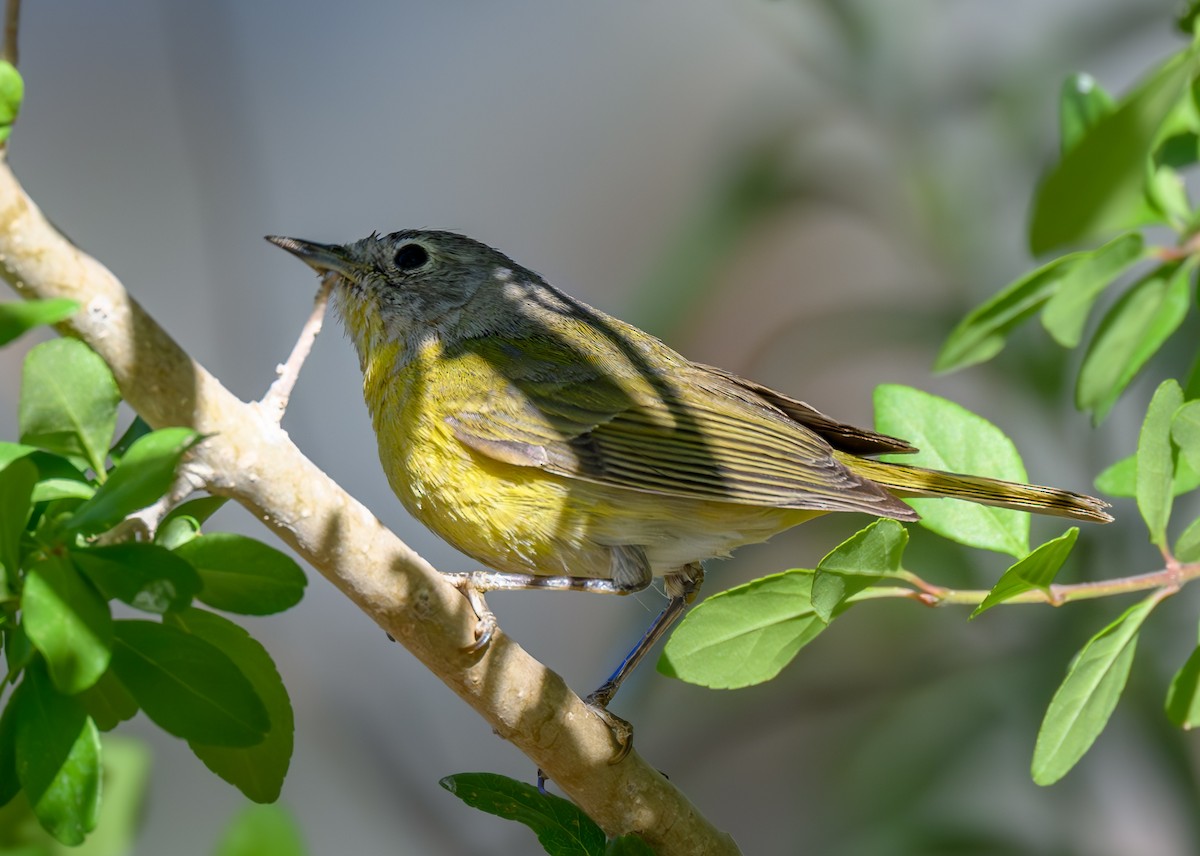 Nashville Warbler - ML618156922