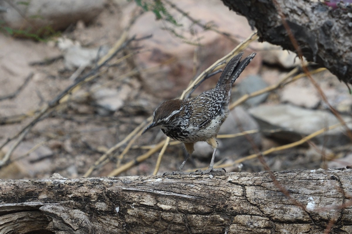 Cactus Wren - Shane Carroll