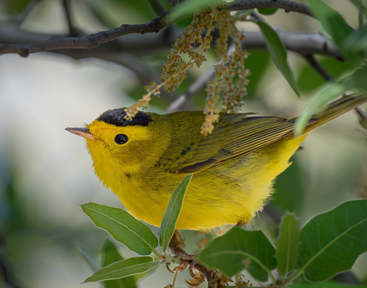 Wilson's Warbler - ML618156942