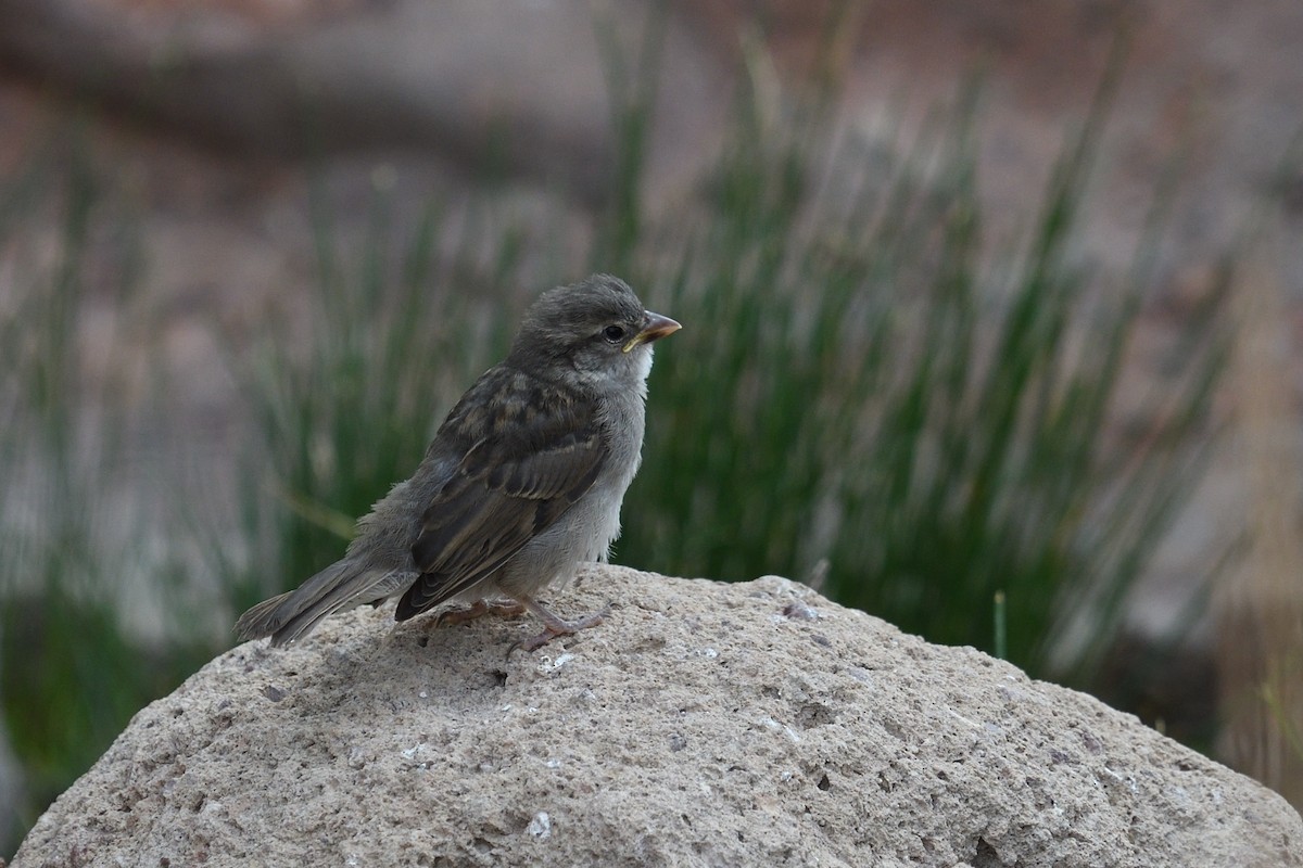 House Sparrow - ML618156951