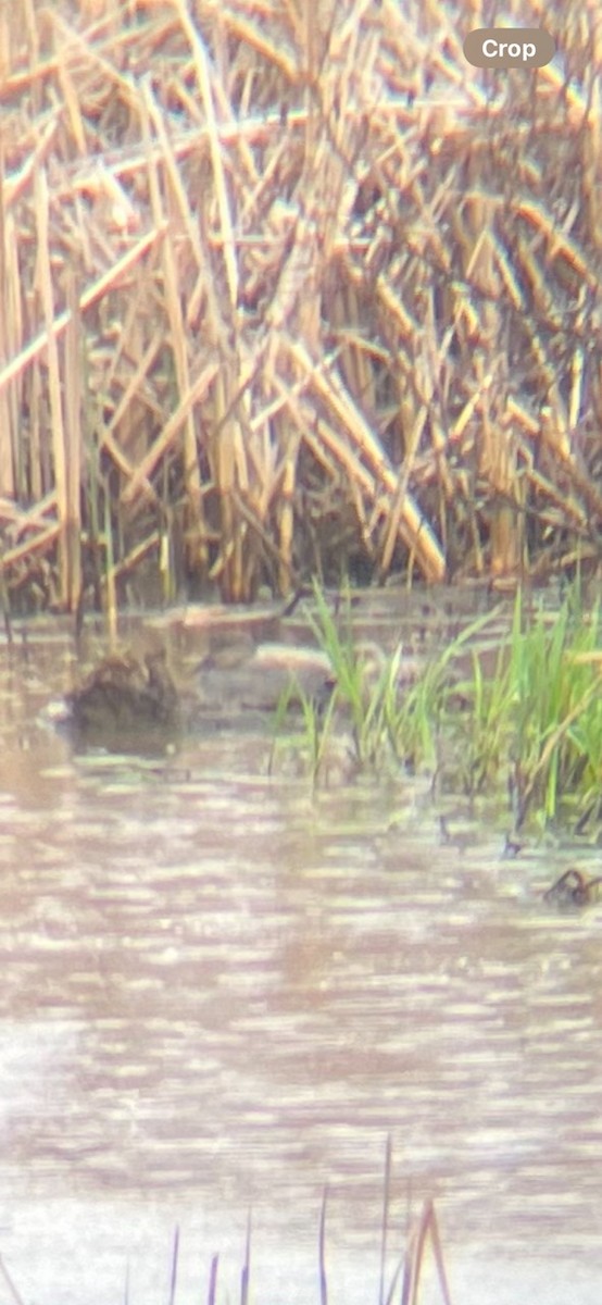Gadwall - Nolan Branstad