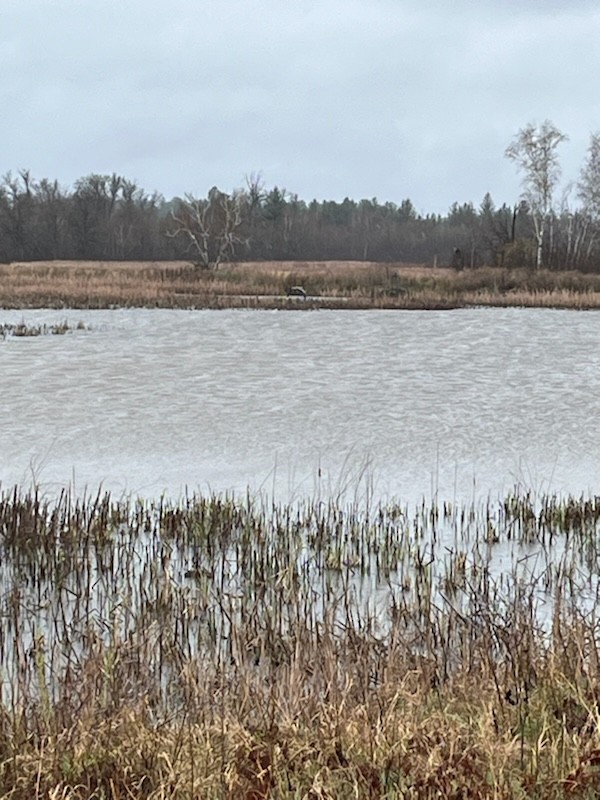 Great Blue Heron - ML618156973