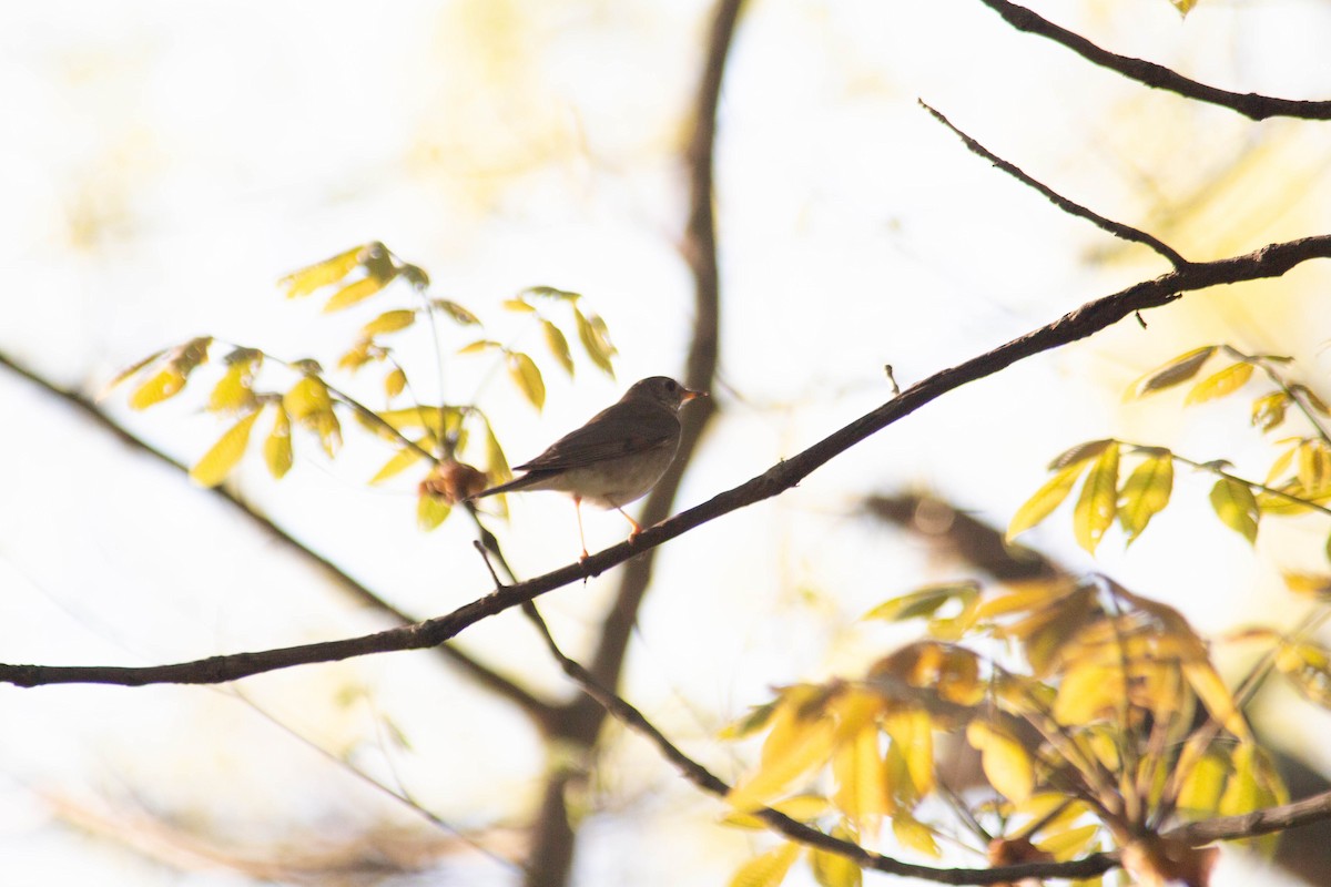 Hermit Thrush - ML618156975