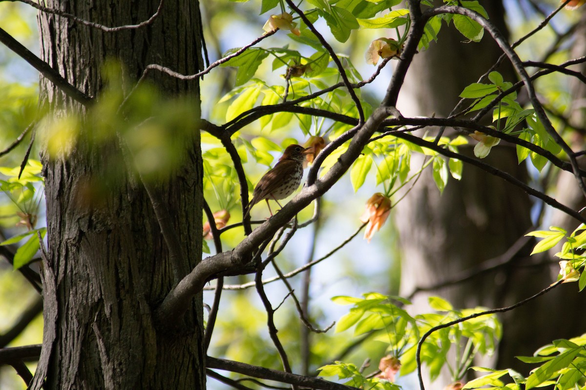 Wood Thrush - ML618156977