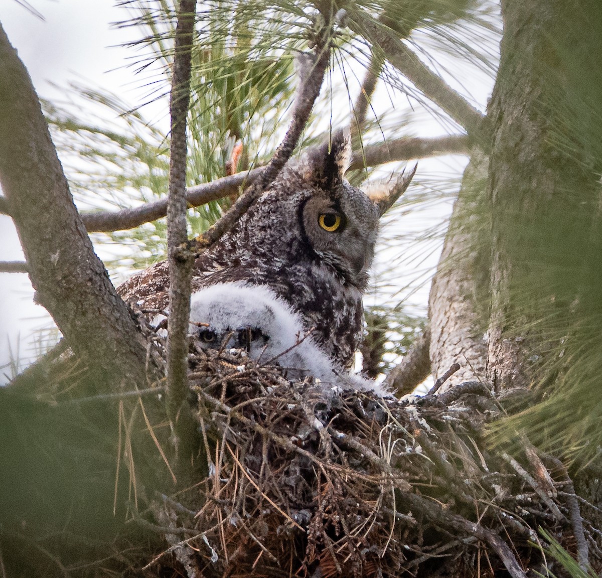 Great Horned Owl - bj worth