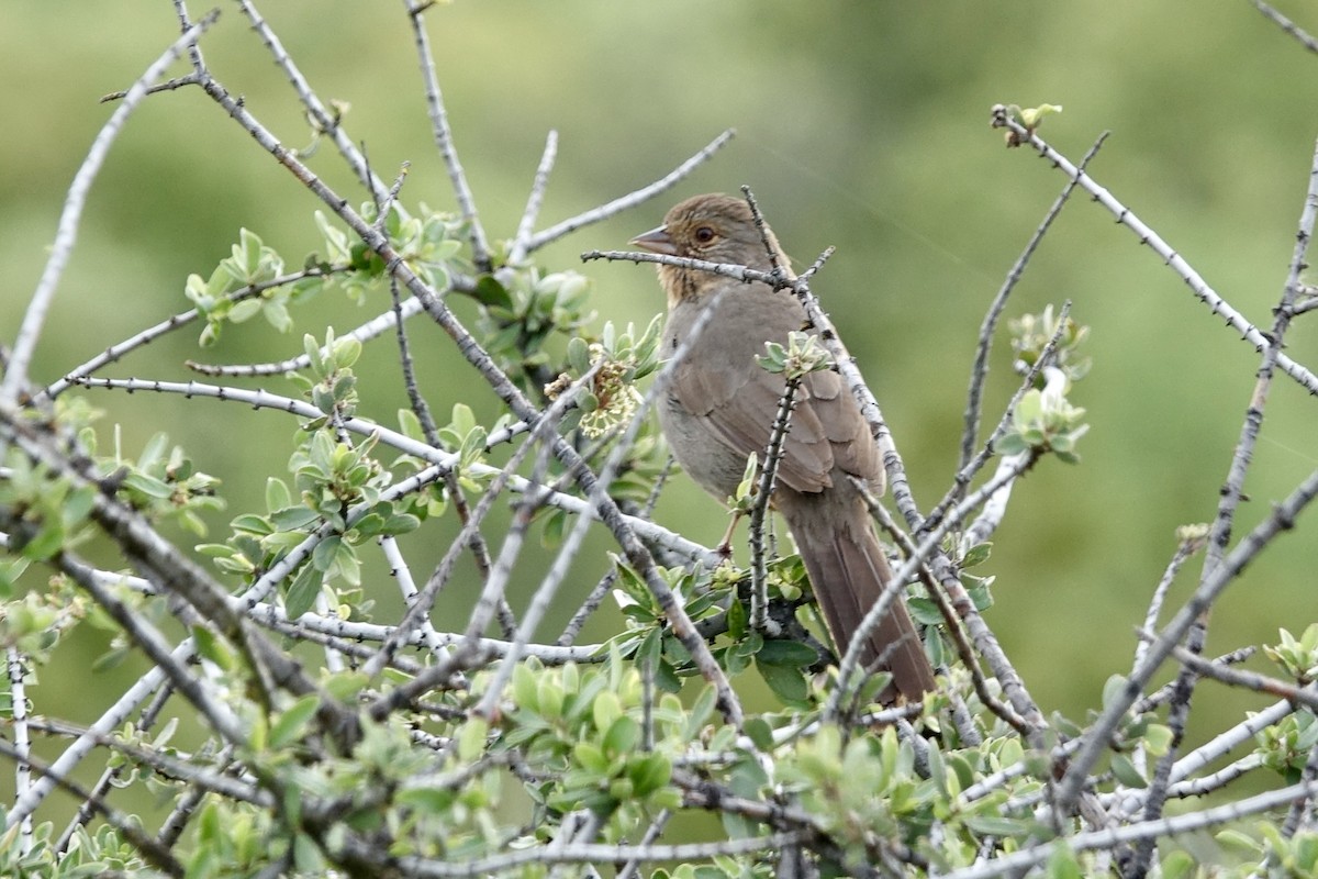 California Towhee - ML618157003