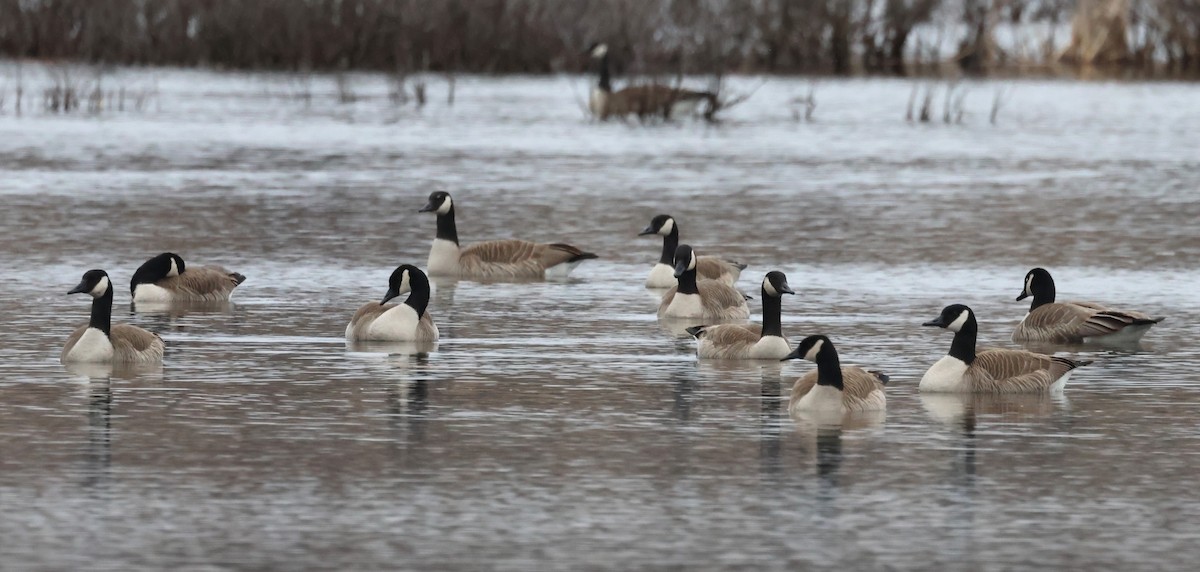 Canada Goose - Steve Minard