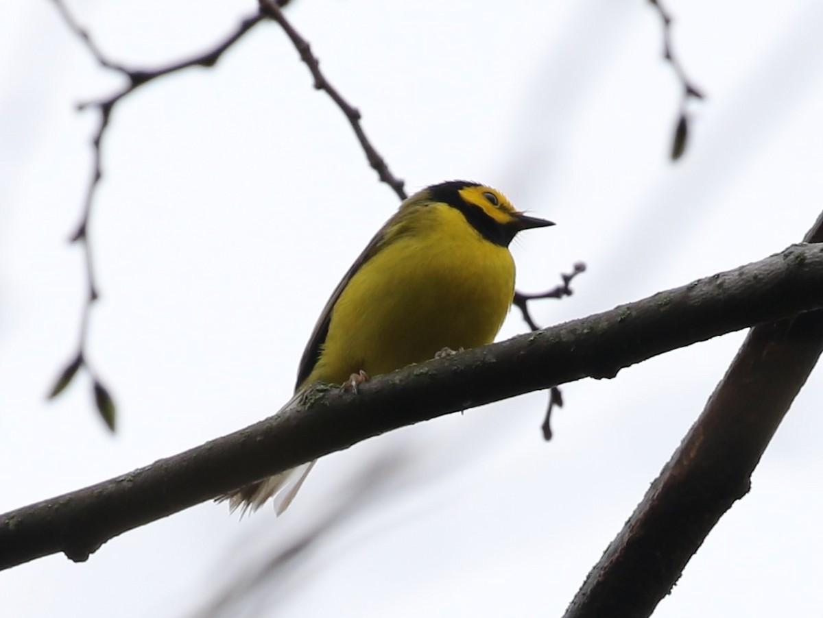 Hooded Warbler - ML618157024