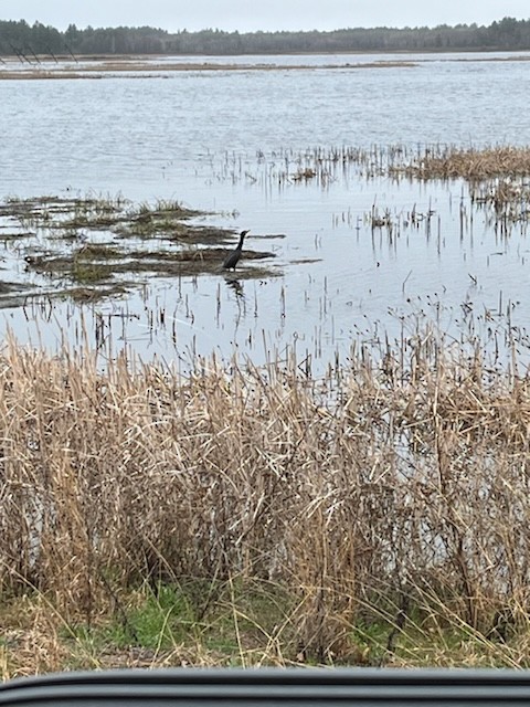 Double-crested Cormorant - ML618157043