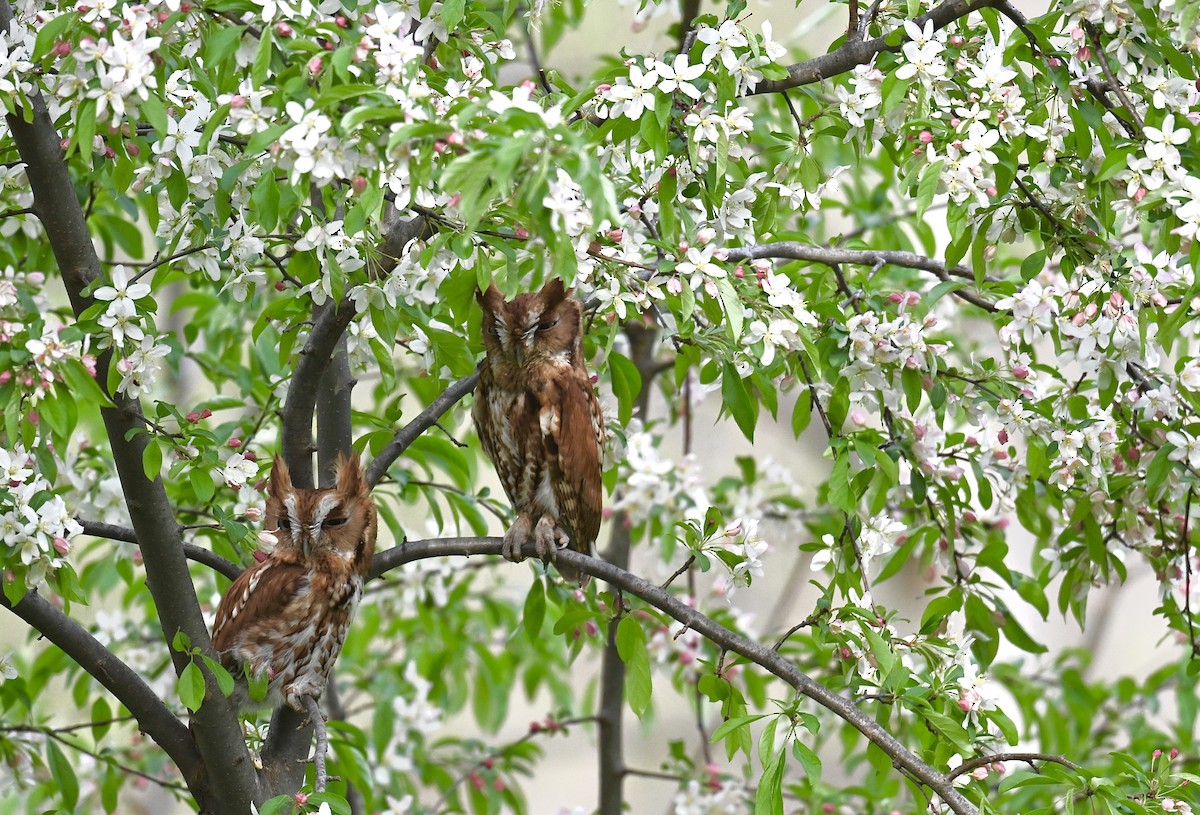 Eastern Screech-Owl - ML618157049